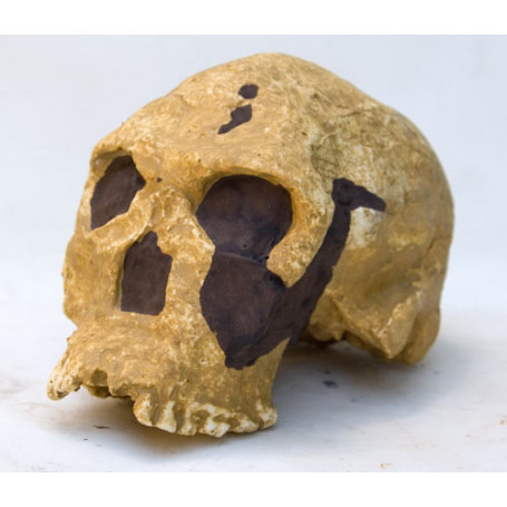 CRANE HOMO HABILIS