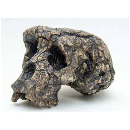 CRANE SAHELANTHROPUS TCHADENSIS TOUMAÏ