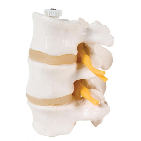 OSTEOLOGIE HUMAINE 3 VERTÈBRES LOMBAIRES