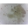 PRÉPARATION MICROSCOPIQUE DIATOMEES FOSSILES