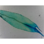 PRÉPARATION MICROSCOPIQUE FEUILLE DE MOUSSE ENTIERE