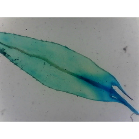 PRÉPARATION MICROSCOPIQUE FEUILLE DE MOUSSE ENTIERE