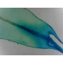 PRÉPARATION MICROSCOPIQUE FEUILLE DE MOUSSE ENTIERE
