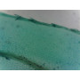 PRÉPARATION MICROSCOPIQUE FEUILLE DE MOUSSE ENTIERE