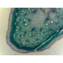 PRÉPARATION MICROSCOPIQUE CUTICULE ET STOMATES (TIGE ASPERGE CT)