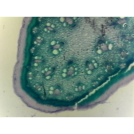 PRÉPARATION MICROSCOPIQUE CUTICULE ET STOMATES (TIGE ASPERGE CT)