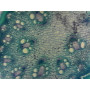 PRÉPARATION MICROSCOPIQUE CUTICULE ET STOMATES (TIGE ASPERGE CT)