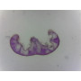 PRÉPARATION MICROSCOPIQUE POILS SECRETEURS ET TECTEURS (FEUILLE ROMARIN CT)