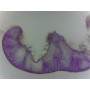 PRÉPARATION MICROSCOPIQUE POILS SECRETEURS ET TECTEURS (FEUILLE ROMARIN CT)
