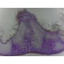 PRÉPARATION MICROSCOPIQUE POILS SECRETEURS ET TECTEURS (FEUILLE ROMARIN CT)