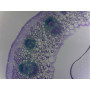 PRÉPARATION MICROSCOPIQUE TIGE DE DICOTYLEDONE PRIMAIRE (RENONCULE)