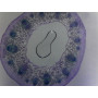 PRÉPARATION MICROSCOPIQUE TIGE DE DICOTYLEDONE PRIMAIRE (RENONCULE)