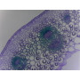 PRÉPARATION MICROSCOPIQUE TIGE DE DICOTYLEDONE PRIMAIRE (RENONCULE)