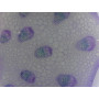 PRÉPARATION MICROSCOPIQUE PETIOLE DE DICOTYLEDONE (MARRONNIER OU CAROTTE)