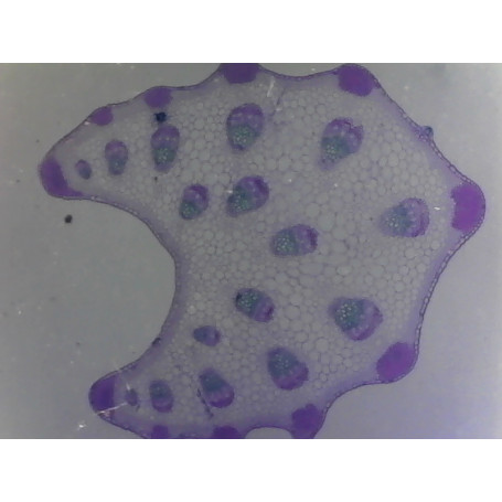 PRÉPARATION MICROSCOPIQUE PETIOLE DE DICOTYLEDONE (MARRONNIER OU CAROTTE)