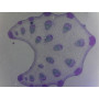 PRÉPARATION MICROSCOPIQUE PETIOLE DE DICOTYLEDONE (MARRONNIER OU CAROTTE)