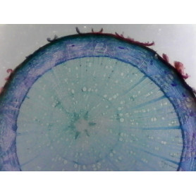 PRÉPARATION MICROSCOPIQUE TILLEUL