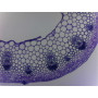 PRÉPARATION MICROSCOPIQUE TIGE DE RENONCULE