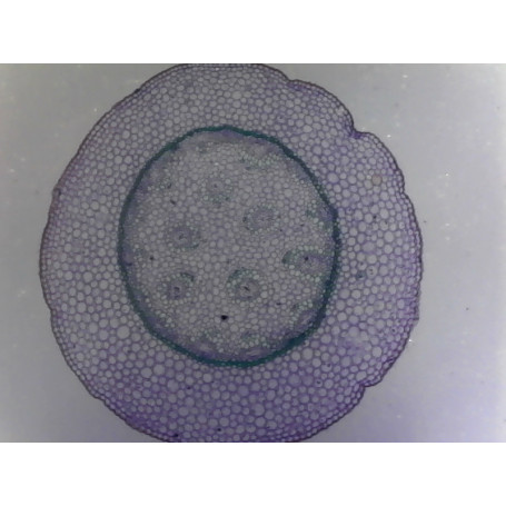 PRÉPARATION MICROSCOPIQUE RHYZOME DE MUGUET