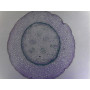 PRÉPARATION MICROSCOPIQUE RHYZOME DE MUGUET