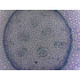 PRÉPARATION MICROSCOPIQUE RHYZOME DE MUGUET