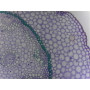 PRÉPARATION MICROSCOPIQUE RHYZOME DE MUGUET