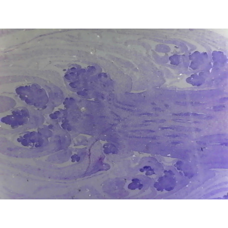 PRÉPARATION MICROSCOPIQUE BOURGEON VEGETATIF CL