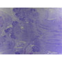 PRÉPARATION MICROSCOPIQUE BOURGEON VEGETATIF CL