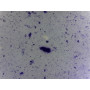 PRÉPARATION MICROSCOPIQUE BACTERIES DE LA FLORE INTESTINALE