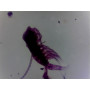 PRÉPARATION MICROSCOPIQUE EAU DOUCE A CRUSTACES