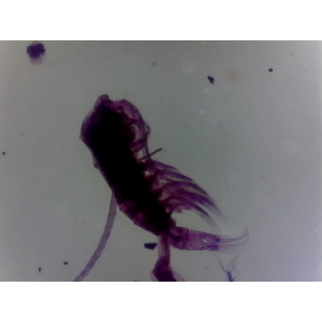 PRÉPARATION MICROSCOPIQUE EAU DOUCE A CRUSTACES