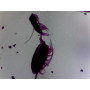 PRÉPARATION MICROSCOPIQUE EAU DOUCE A CRUSTACES