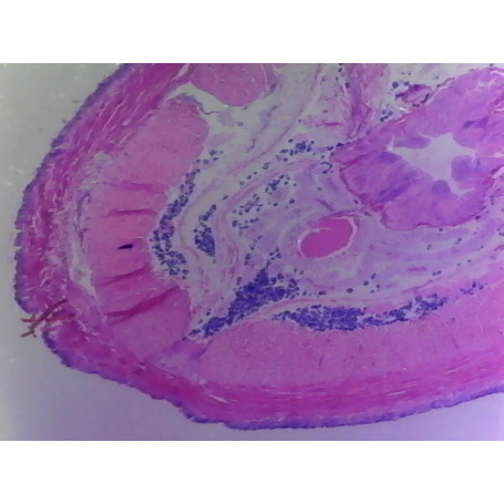 PRÉPARATION MICROSCOPIQUE ARENICOLE