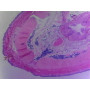 PRÉPARATION MICROSCOPIQUE ARENICOLE