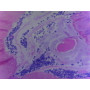 PRÉPARATION MICROSCOPIQUE ARENICOLE