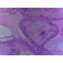 PRÉPARATION MICROSCOPIQUE OURSIN GLANDE MÂLE CT