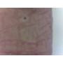PRÉPARATION MICROSCOPIQUE STIGMATES