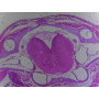 PRÉPARATION MICROSCOPIQUE POISSON BRANCHIES CL