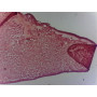 PRÉPARATION MICROSCOPIQUE CELLULES GEANTES OVOCYTE DE POISSON