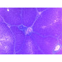 PRÉPARATION MICROSCOPIQUE FOIE PORC CT