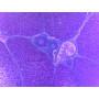 PRÉPARATION MICROSCOPIQUE FOIE PORC CT