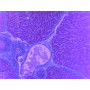 PRÉPARATION MICROSCOPIQUE FOIE PORC CT