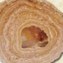 FOSSILE STROMATOLITE