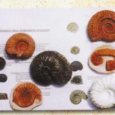 AMMONITES CARACTERISTIQUES D'ETAGES