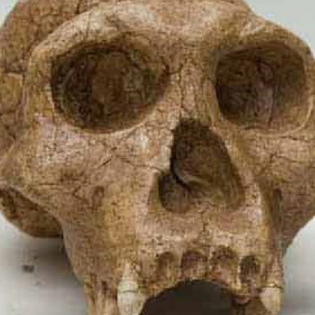CRANE HOMO ERECTUS SPECIMEN GEORGICUS